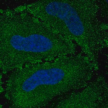 Anti-VWA7 antibody produced in rabbit Prestige Antibodies&#174; Powered by Atlas Antibodies, affinity isolated antibody