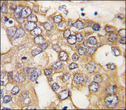 Anti-IGFBP3 (C-term) antibody produced in rabbit IgG fraction of antiserum, buffered aqueous solution