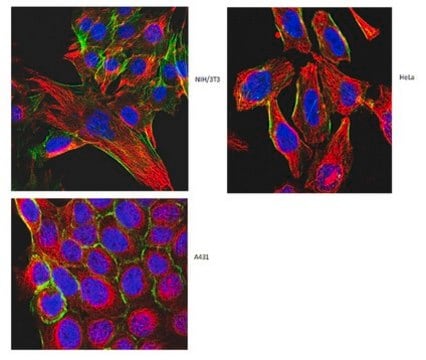 Anti-&#945;-Tubulin Antibody, clone DM1A clone DM1A, from mouse