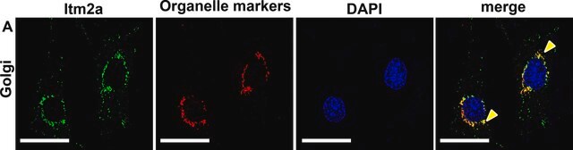 Anti-GM130 (C-terminal) antibody produced in rabbit affinity isolated antibody, buffered aqueous solution