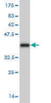 Monoclonal Anti-CRLF2 antibody produced in mouse clone 4A11, purified immunoglobulin, buffered aqueous solution