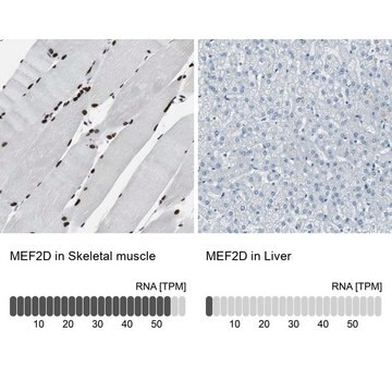 Anti-MEF2D antibody produced in rabbit Ab2, Prestige Antibodies&#174; Powered by Atlas Antibodies, affinity isolated antibody, buffered aqueous glycerol solution