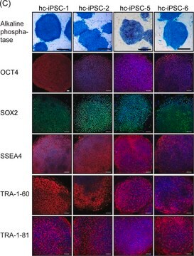 Anti-TRA-1-60 Antibody, clone TRA-1-60 clone TRA-1-60, Chemicon&#174;, from mouse