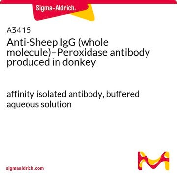 Anti-Sheep IgG (whole molecule)–Peroxidase antibody produced in donkey affinity isolated antibody, buffered aqueous solution