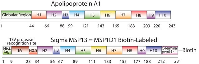 Membrane Scaffold Protein 1D1 BTN recombinant, expressed in E. coli, Biotin labeled