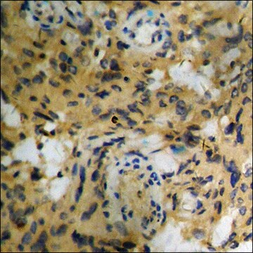 Anti-phospho-ATP1 &#945;1/Na+K+ ATPase1 (pSer23) antibody produced in rabbit affinity isolated antibody