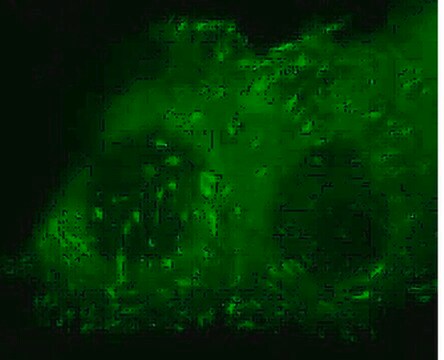 LentiBrite Paxillin-GFP Lentiviral Biosensor