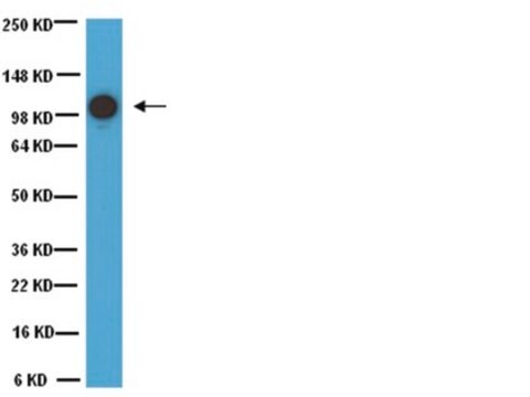 Anti-MCAM Antibody, clone P1H12 clone P1H12, Chemicon&#174;, from mouse