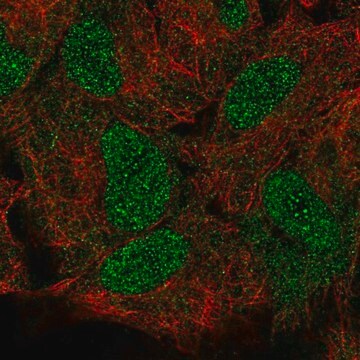 Anti-HOXB5 antibody produced in rabbit Prestige Antibodies&#174; Powered by Atlas Antibodies, affinity isolated antibody