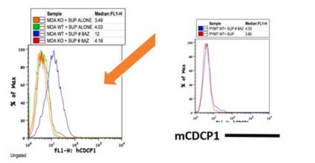 Anti-CDCP1 (CD318) Antibody, clone 8A2 clone 8A2, from mouse