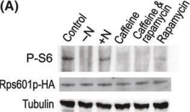 Monoclonal Anti-HA antibody produced in mouse clone HA-7, ascites fluid