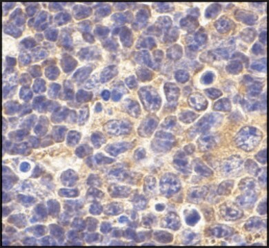 Anti-TLR1 (ab1) antibody produced in rabbit affinity isolated antibody, buffered aqueous solution