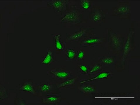 Anti-SIK1 antibody produced in rabbit purified immunoglobulin, buffered aqueous solution