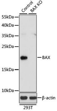 Anti-BAX antibody produced in rabbit