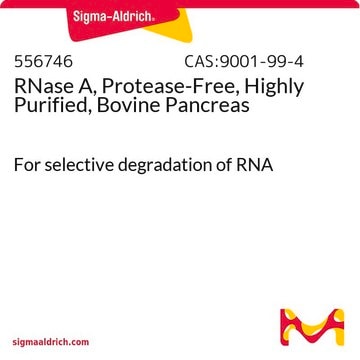 RNase A, Protease-Free, Highly Purified, Bovine Pancreas For selective degradation of RNA