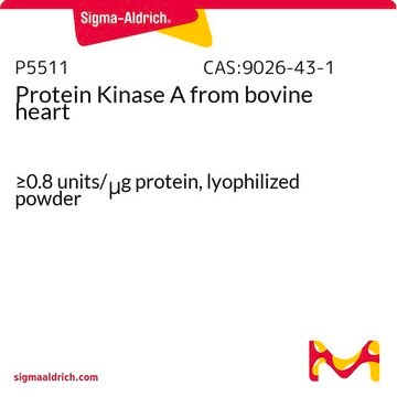 Protein Kinase&#160;A from bovine heart &#8805;0.8&#160;units/&#956;g protein, lyophilized powder