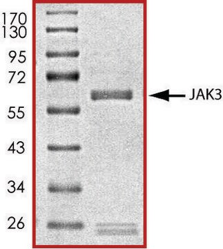 JAK3 (781-end), active, GST tagged human PRECISIO&#174; Kinase, recombinant, expressed in baculovirus infected Sf9 cells, &#8805;70% (SDS-PAGE), buffered aqueous glycerol solution