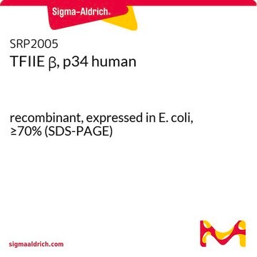 TFIIE &#946;, p34 human recombinant, expressed in E. coli, &#8805;70% (SDS-PAGE)