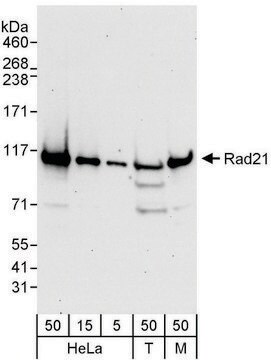 Rabbit anti-Rad21 Antibody, Affinity Purified Powered by Bethyl Laboratories, Inc.