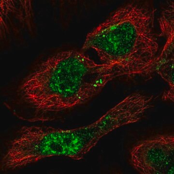 Anti-PHF7 antibody produced in rabbit Prestige Antibodies&#174; Powered by Atlas Antibodies, affinity isolated antibody, buffered aqueous glycerol solution