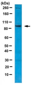 Anti-Misu/NSun2 Antibody serum, from rabbit