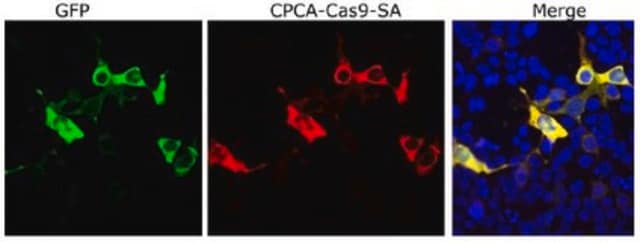 Anti-Cas9 (Chicken Polyclonal) from chicken