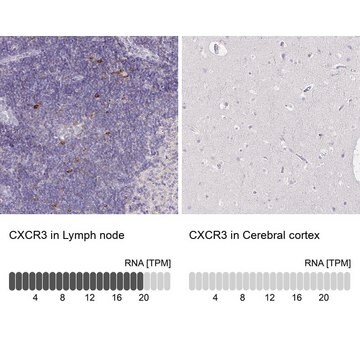 Anti-CXCR3 antibody produced in rabbit Prestige Antibodies&#174; Powered by Atlas Antibodies, affinity isolated antibody, buffered aqueous glycerol solution