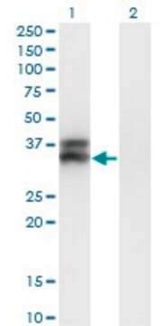 ANTI-OLIG2 antibody produced in mouse clone 2A8, purified immunoglobulin, buffered aqueous solution