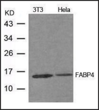 Anti-FABP4 antibody produced in rabbit affinity isolated antibody