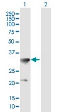 Anti-HOXC8 antibody produced in mouse purified immunoglobulin, buffered aqueous solution