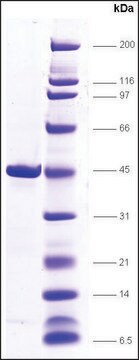 TBP (TATA box binding protein) human recombinant, expressed in E. coli, &#8805;85% (SDS-PAGE)