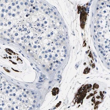 Anti-TSPAN2 antibody produced in rabbit Prestige Antibodies&#174; Powered by Atlas Antibodies, affinity isolated antibody, buffered aqueous glycerol solution