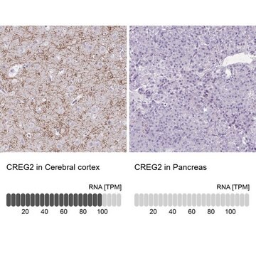 Anti-CREG2 antibody produced in rabbit Prestige Antibodies&#174; Powered by Atlas Antibodies, affinity isolated antibody, buffered aqueous glycerol solution