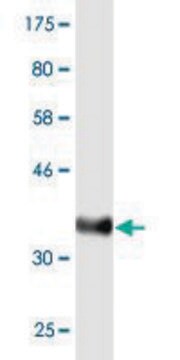 Monoclonal Anti-MUC5AC antibody produced in mouse clone 2A4, purified immunoglobulin, buffered aqueous solution