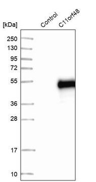 Anti-LBHD1 antibody produced in rabbit Prestige Antibodies&#174; Powered by Atlas Antibodies, affinity isolated antibody, buffered aqueous glycerol solution, Ab2