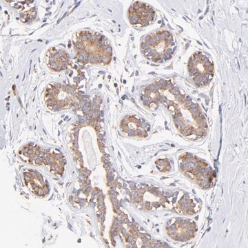 Anti-RPL30 antibody produced in rabbit Prestige Antibodies&#174; Powered by Atlas Antibodies, affinity isolated antibody, buffered aqueous glycerol solution