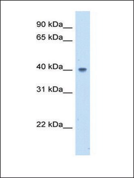 Anti-ABHD5 (AB2) antibody produced in rabbit IgG fraction of antiserum