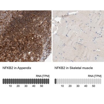 Anti-NFKB2 antibody produced in rabbit Prestige Antibodies&#174; Powered by Atlas Antibodies, affinity isolated antibody, buffered aqueous glycerol solution