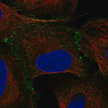 Anti-ELOC antibody produced in rabbit Prestige Antibodies&#174; Powered by Atlas Antibodies, affinity isolated antibody