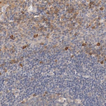 Anti-TNFSF13 antibody produced in rabbit Prestige Antibodies&#174; Powered by Atlas Antibodies, affinity isolated antibody, buffered aqueous glycerol solution