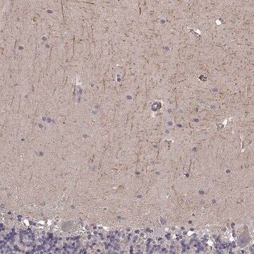 Anti-RIT2 antibody produced in rabbit Prestige Antibodies&#174; Powered by Atlas Antibodies, affinity isolated antibody