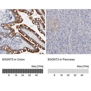 Anti-B3GNT3 antibody produced in rabbit Prestige Antibodies&#174; Powered by Atlas Antibodies, affinity isolated antibody, buffered aqueous glycerol solution