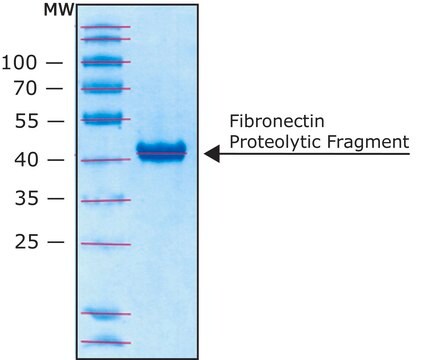 Fibronectin Proteolytic Fragment from human plasma lyophilized powder, 45 kDa