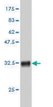 Monoclonal Anti-ALG8 antibody produced in mouse clone 2E10, purified immunoglobulin, buffered aqueous solution