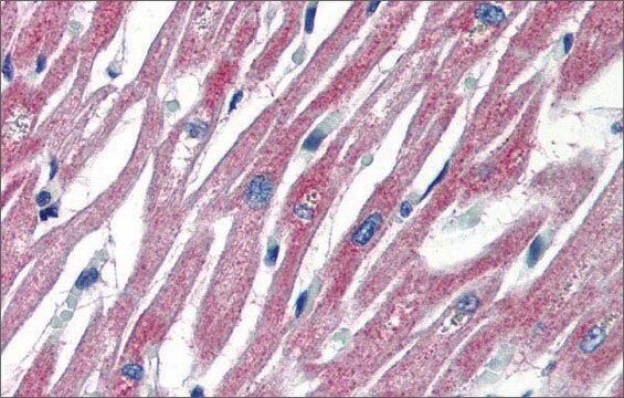 Anti-PLEKHH2 antibody produced in rabbit affinity isolated antibody