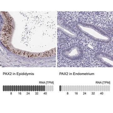 Anti-PAX2 antibody produced in rabbit Prestige Antibodies&#174; Powered by Atlas Antibodies, affinity isolated antibody, buffered aqueous glycerol solution