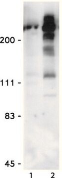 Anti-phospho-Ser/Thr-Pro MPM-2 Antibody clone MPM-2, Upstate&#174;, from mouse