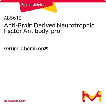 Anti-Brain Derived Neurotrophic Factor Antibody, pro serum, Chemicon&#174;