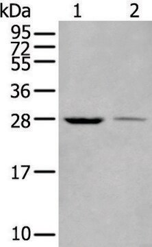 Anti-WBP1 affinity isolated antibody