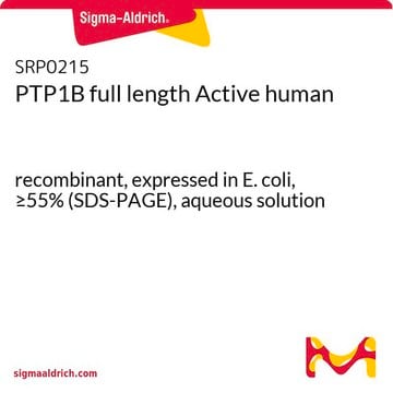 PTP1B full length Active human recombinant, expressed in E. coli, aqueous solution, &#8805;55% (SDS-PAGE)